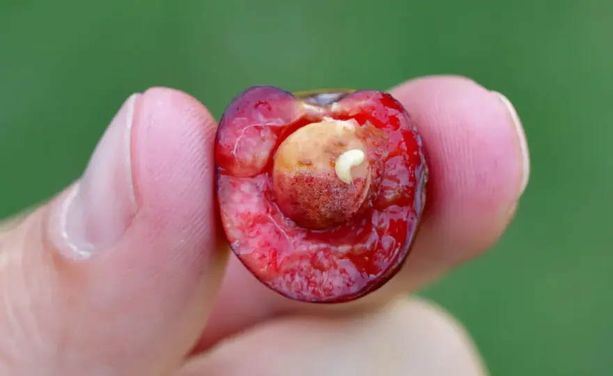 Vers dans les cerises - comment protéger votre récolte ?