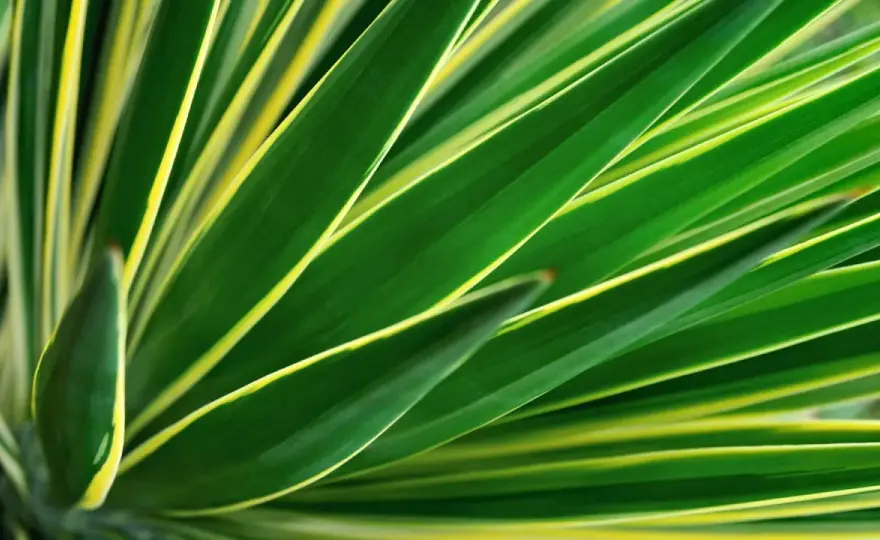 Yucca-Palme richtig pflegen - so bleibt sie kompakt und gesund