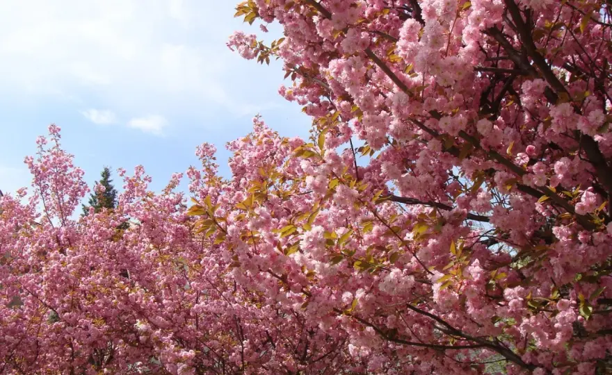 Wiśnia japońska (sakura) w ogrodzie - Sadzenie i pielęgnacja