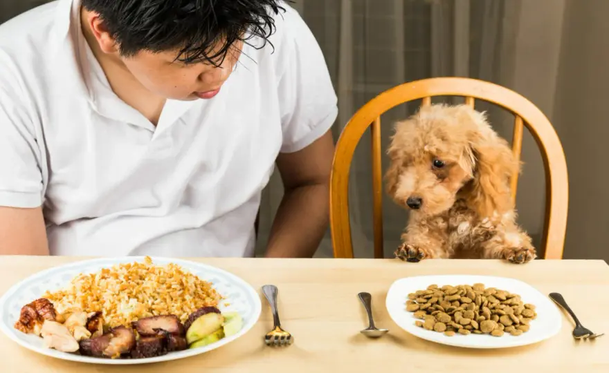 Mi perro no come - ¿Cuándo es grave y qué hacer?