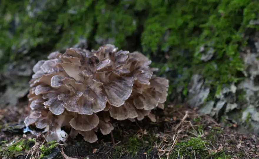Funghi giapponesi - Guida completa a usi e benefici reali