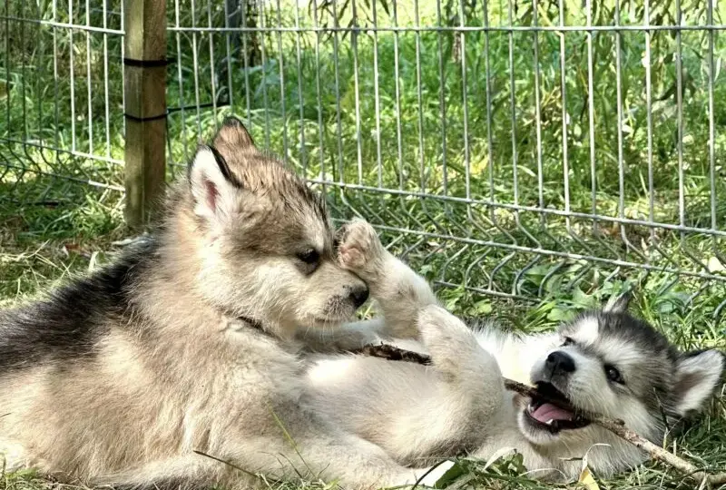 Malamut szczeniaki - Husky Alaskan Malamute Dostępne Teraz
