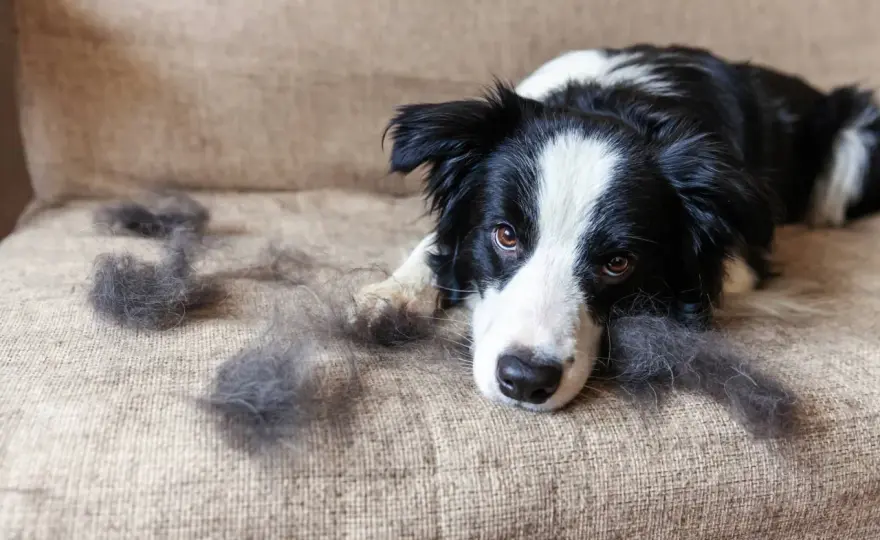 Fellverlust beim Hund - Ursachen, Warnsignale und was wirklich hilft