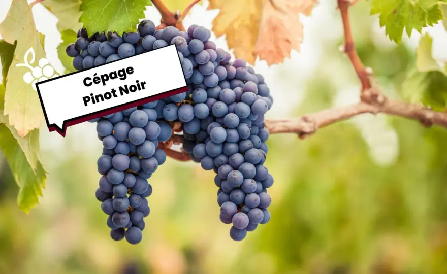 Pinot Noir - L'origine d'un cépage mythique et ses secrets