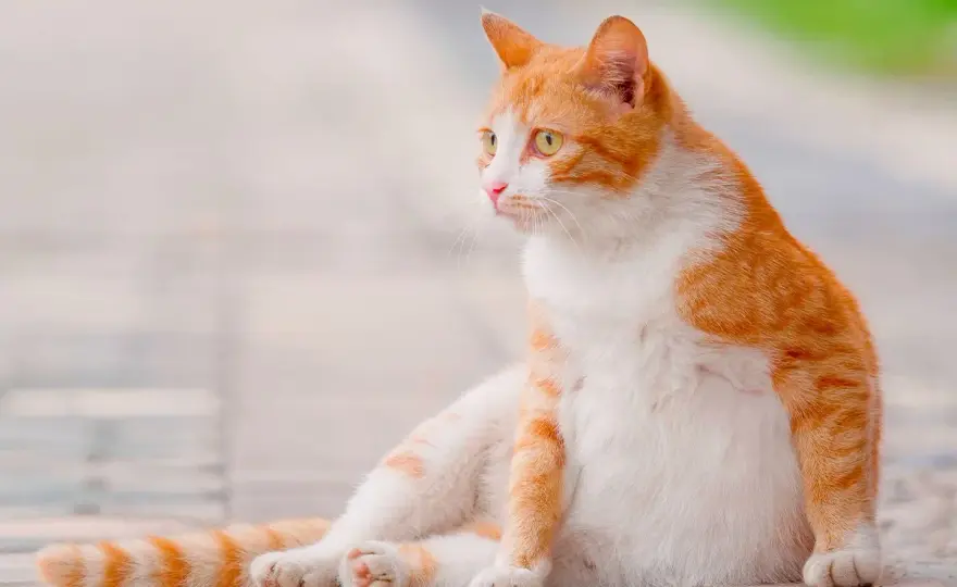 Mamelles chatte gestante - Ce qu'il faut savoir
