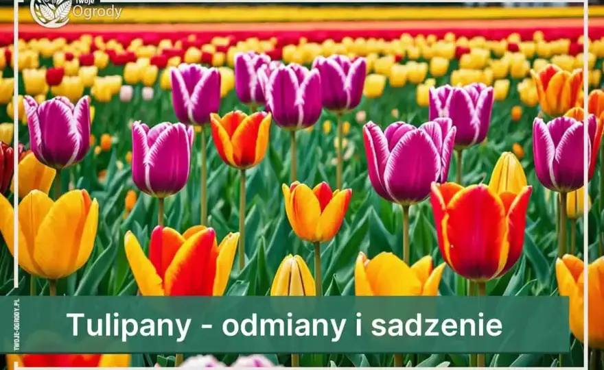 Odmiany tulipanów - Które wybrać do ogrodu i jak czytać etykiety?