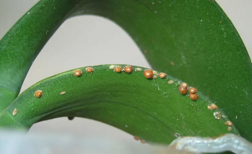 Cocciniglia a scudetto - Riconoscere e sconfiggere il parassita