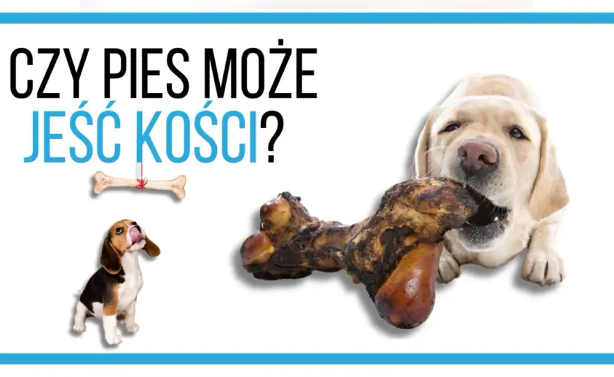 Czy pies może jeść kości wieprzowe? Ekspert ostrzega!