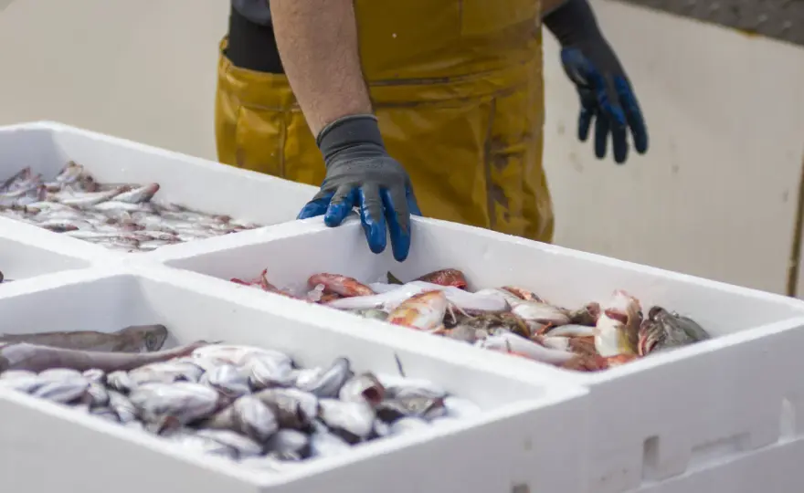 Lonja de Lira - cómo comprar pescado y marisco con criterio