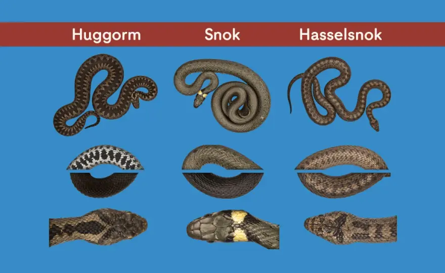Sveriges ormar - så skiljer du huggorm, snok och hasselsnok åt