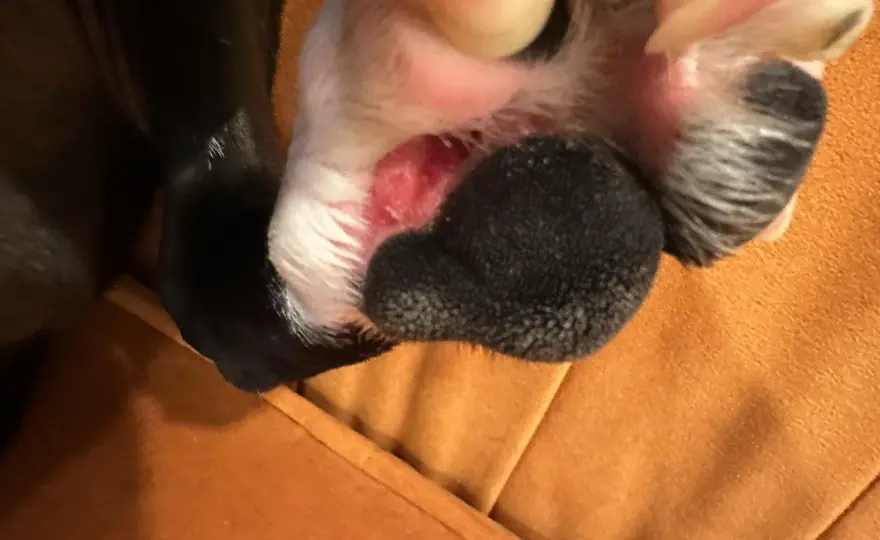 Dog Paw Licking - Normal or a Problem? Find Out Now!