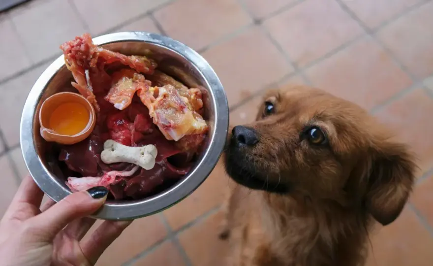 Podroby dla psa: Jak bezpiecznie wzbogacić dietę? Poradnik