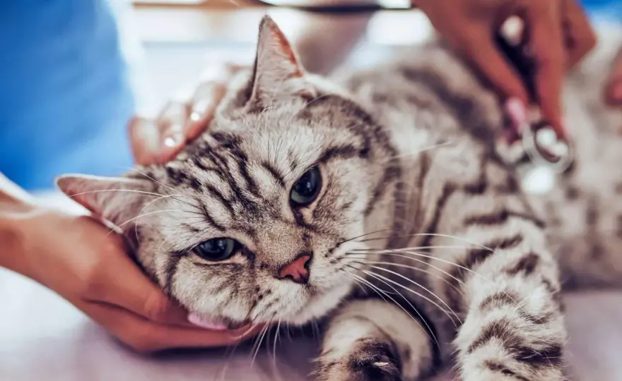 Cat Heart Murmur - What It Means & When to Worry