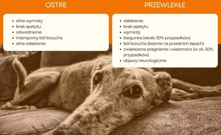 Ostre zapalenie trzustki u psa: jakie są objawy i leczenie tej choroby?