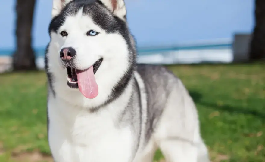 Najczęstsze problemy zdrowotne u psów rasy husky