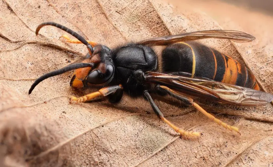 Calabrone nero e giallo gigante - riconosci la vespa mammut