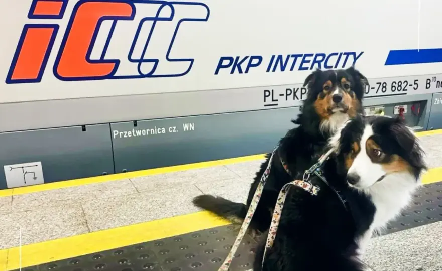 Bilet dla psa PKP: Ile kosztuje i jakie są zasady?