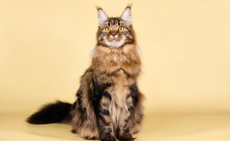 Maine Coon: guía completa de cuidado, salud y convivencia