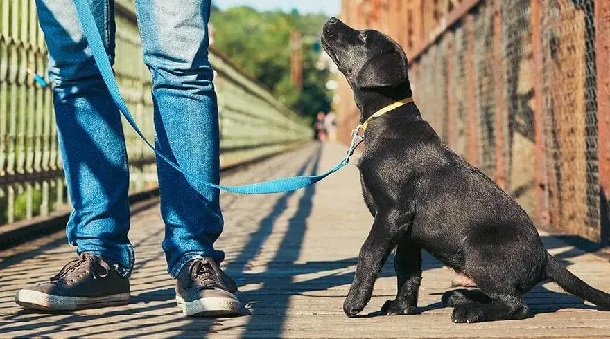 Tresura labradora: Kompleksowy poradnik od szczeniaka do eksperta