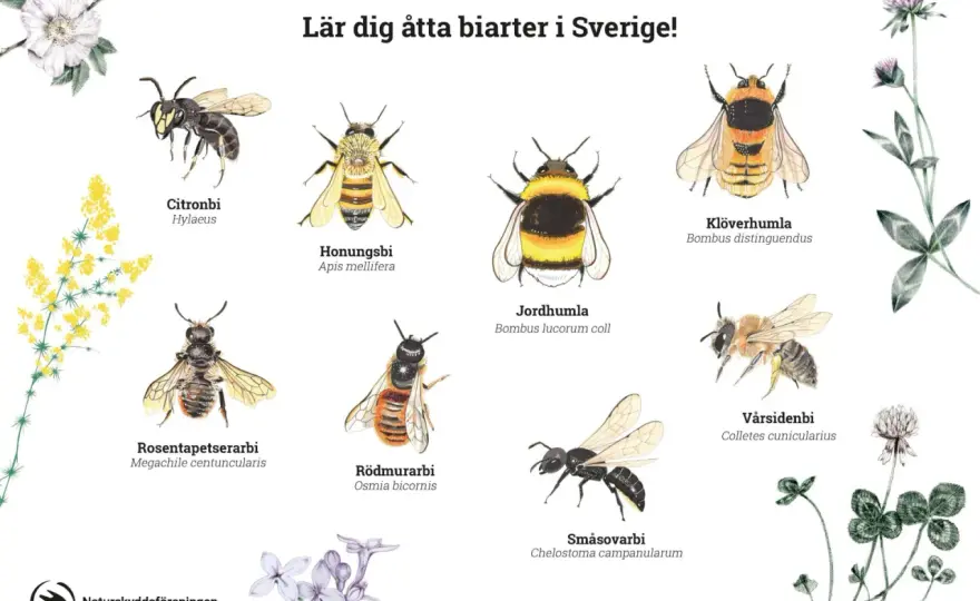 Bin i Sverige - så skiljer du honungsbin, humlor och solitärbin