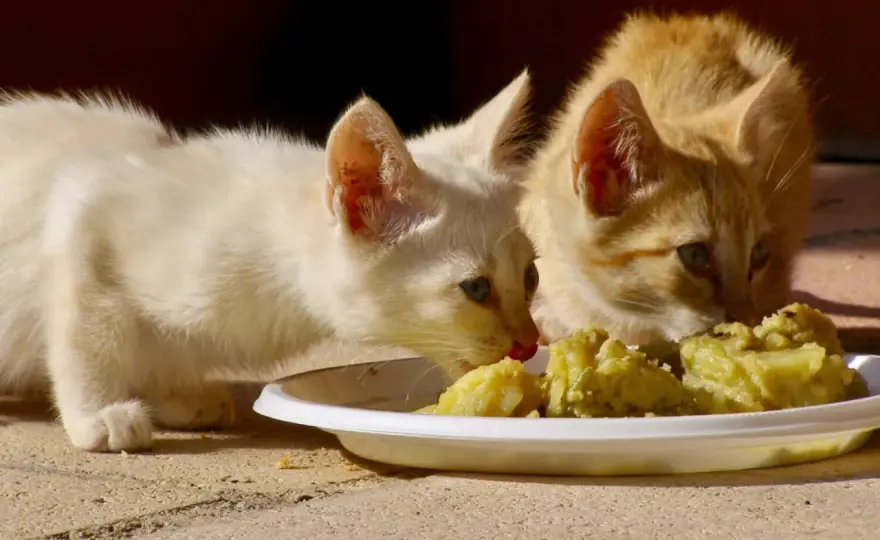 Can Cats Eat Potatoes? The Safe Truth for Your Feline