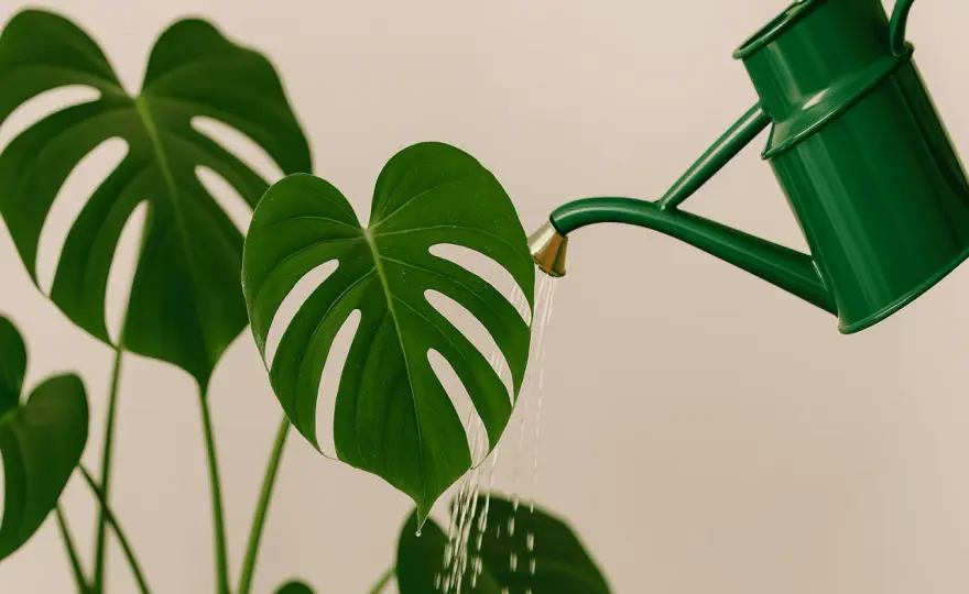 Monstera richtig gießen - so findest du den perfekten Zeitpunkt