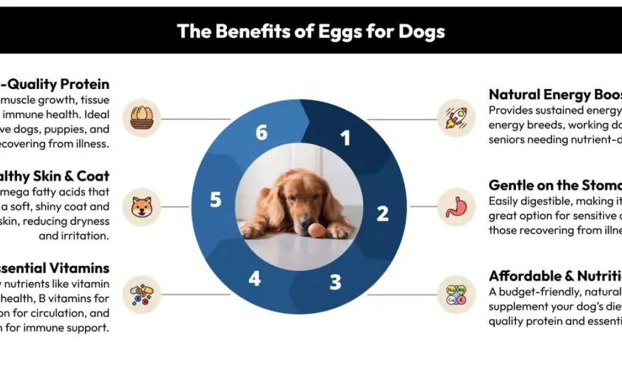 Can Dogs Eat Eggs? Safe Ways & When to Avoid Them