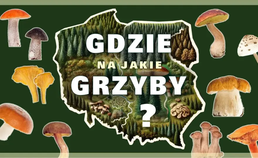 Gdzie na grzyby z noclegiem? Sprawdzone miejsca i udogodnienia