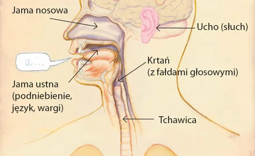 Mięśnie języka a głos - odkryj ich rolę w mowie i śpiewie!