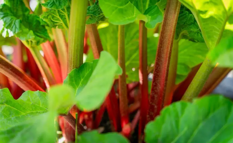 Rhubarbe au potager - Planter, entretenir, récolter sans l'épuiser
