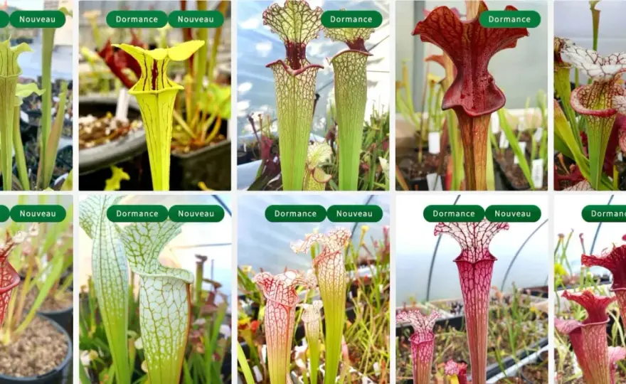 Comment entretenir une Sarracenia au fil des saisons ?