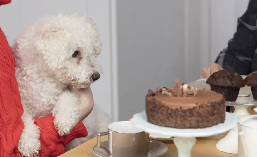 Dog Ate Chocolate? What to Do Now - Vet Guide