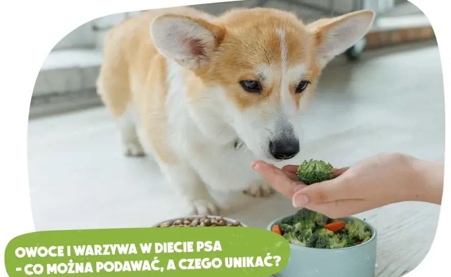 Kiedy szczeniak może jeść owoce? Bezpieczne smaki dla pupila