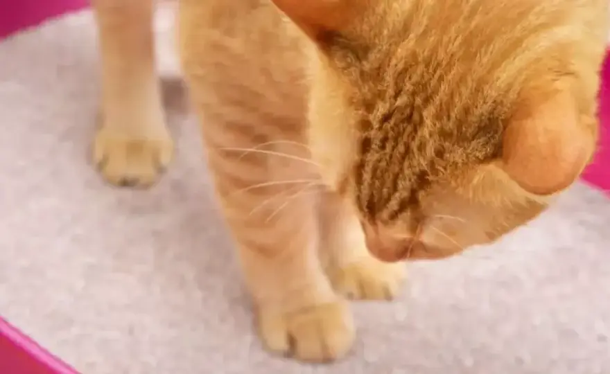 Mi gato come arena - ¿Por qué lo hace y qué debo hacer?