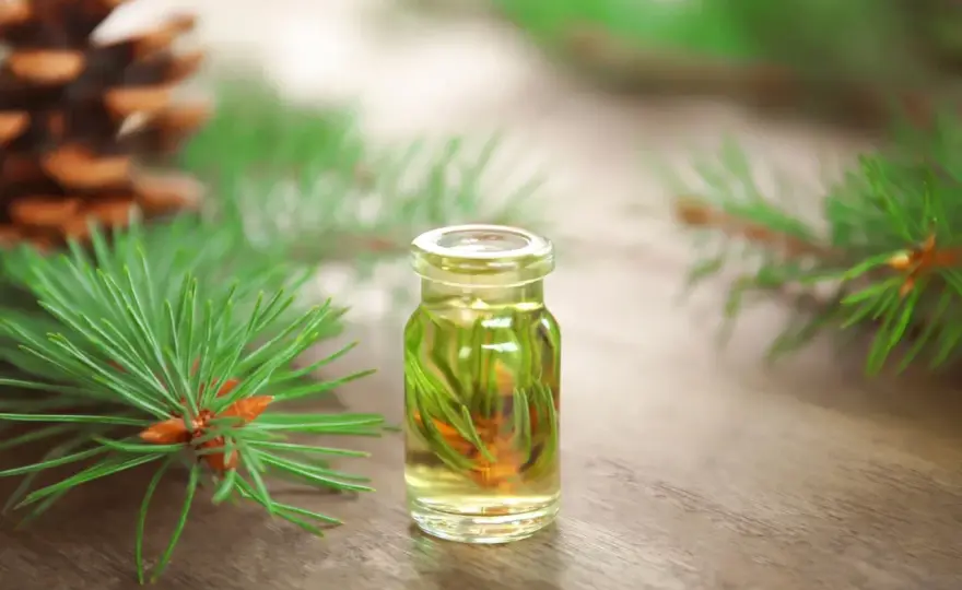 Syrop sosnowy - Kiedy pomaga, a kiedy szkodzi? Sprawdź!