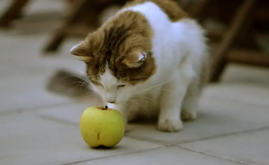 ¿Gatos y manzana? Lo que debes saber antes de darle fruta