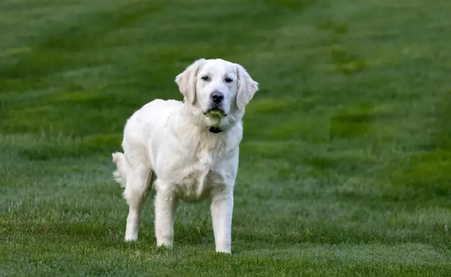 Golden Retriever: Ile żyją? Wydłuż życie psa!