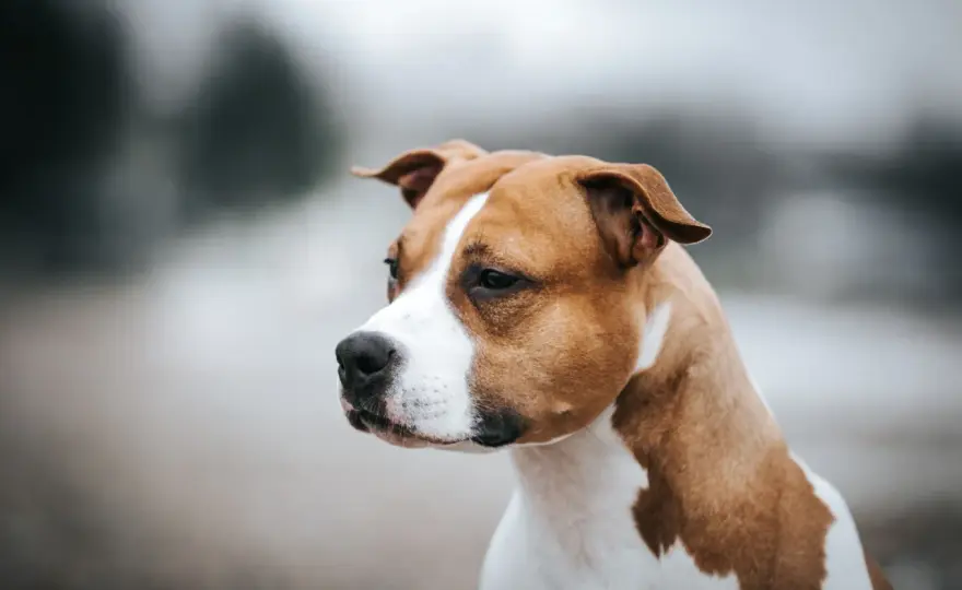 Chien de taille moyenne à poil court - Lequel choisir ?