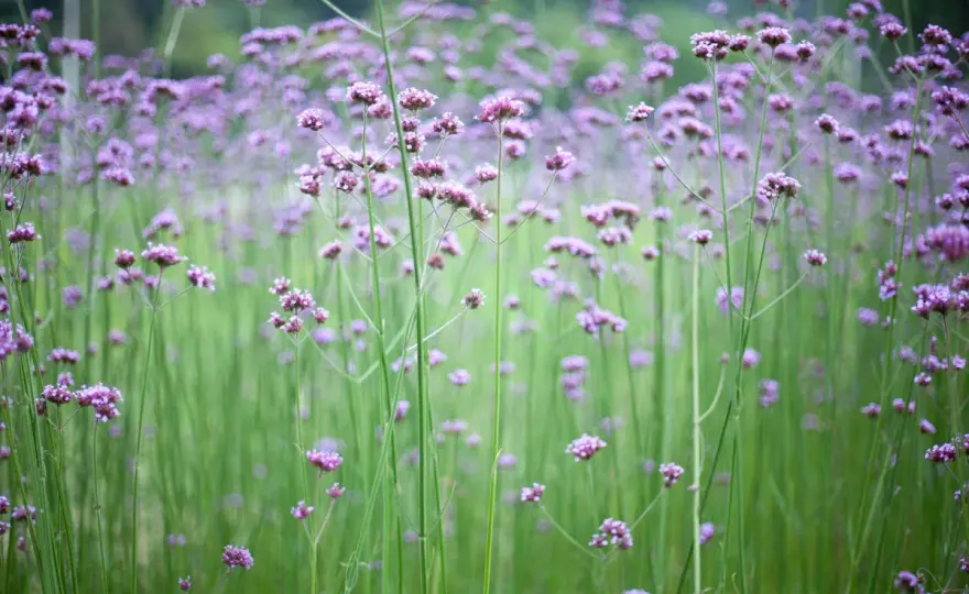 Verbena i kruka - Så lyckas du med blomningen hela sommaren