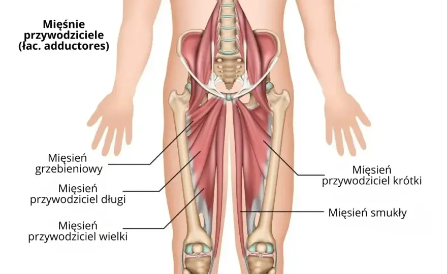 Przywodziciele uda - Trenuj mądrze, uniknij bólu i kontuzji