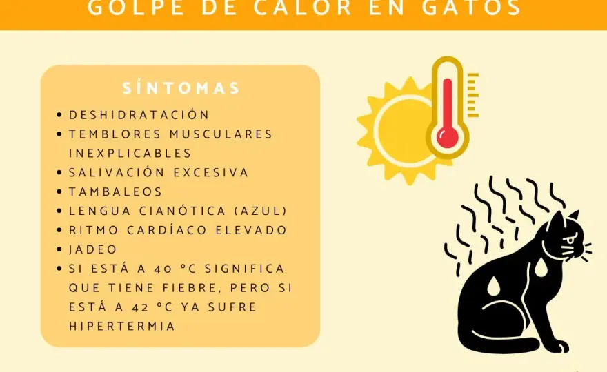 Golpe de calor en gatos - Reconoce, actúa y previene