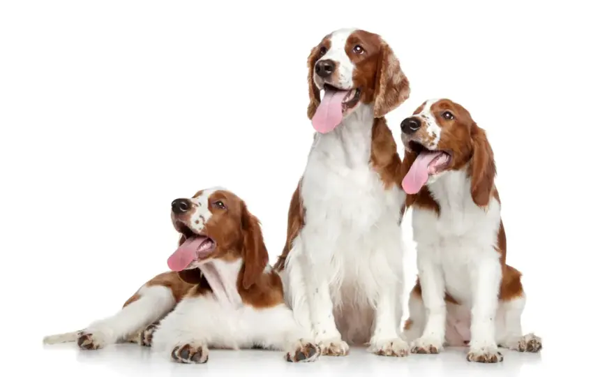 Spanielrassen im Überblick - welcher Hund passt zu dir?