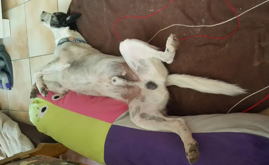 Castration chien - Vraiment utile ou pas? Découvrez la vérité!