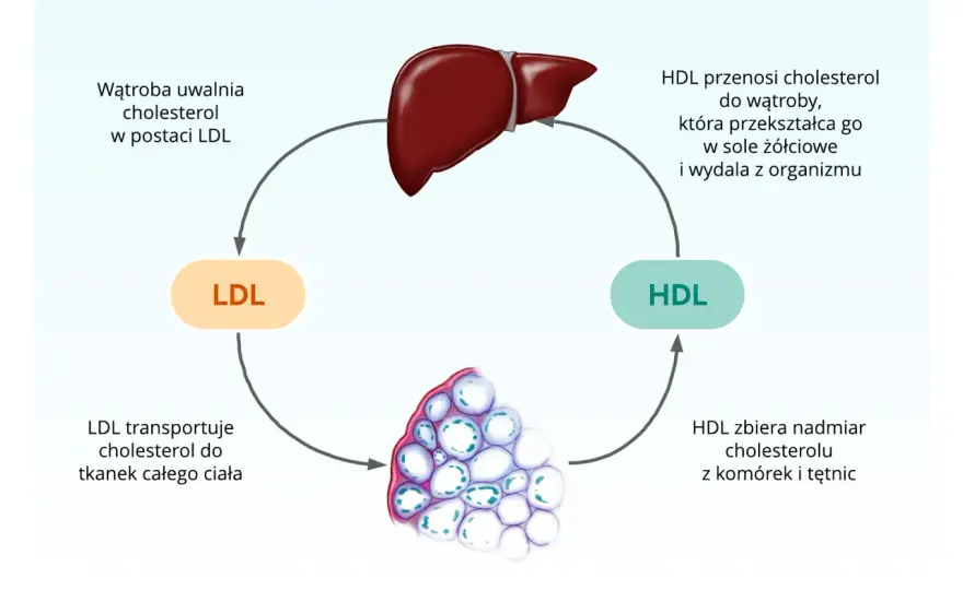 Cholesterol HDL/LDL: Oblicz i zinterpretuj wskaźniki ryzyka