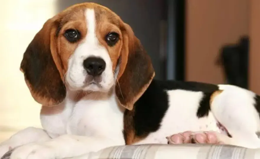 Jak tresować beagle'a? Sprawdzone metody i porady eksperta