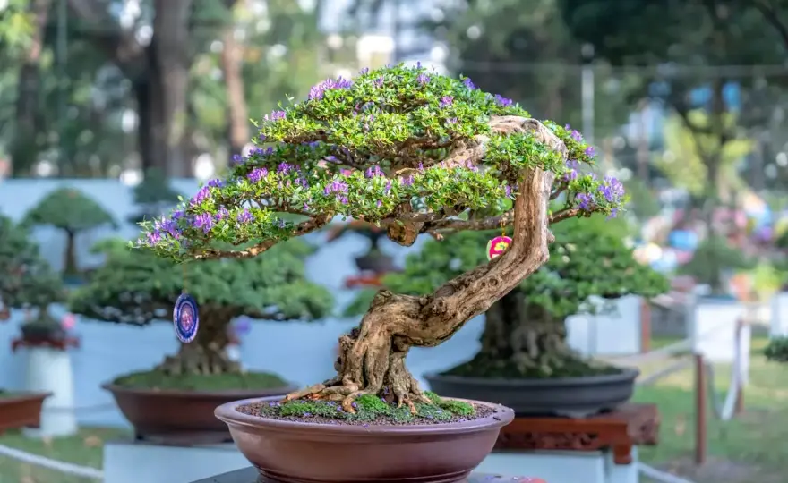 Bonsaï - Choisir et entretenir votre arbre nain avec succès
