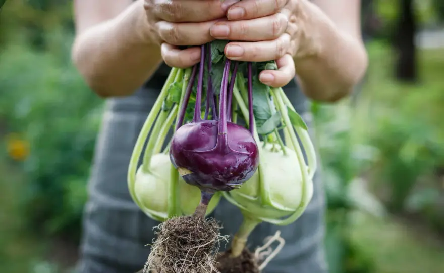 Kohlrabi pflanzen - richtig setzen, pflegen und ernten