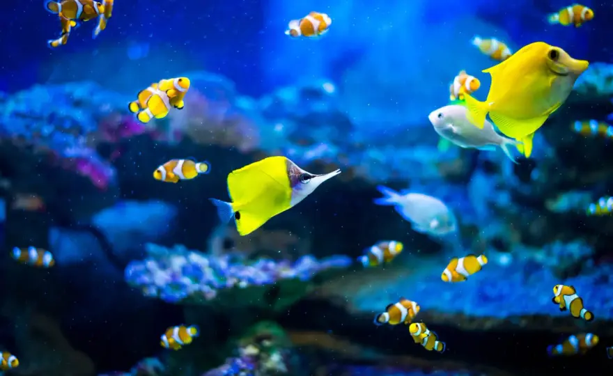 Oceanarium w Rewalu - Czy warto tam iść? Sprawdź przed wizytą