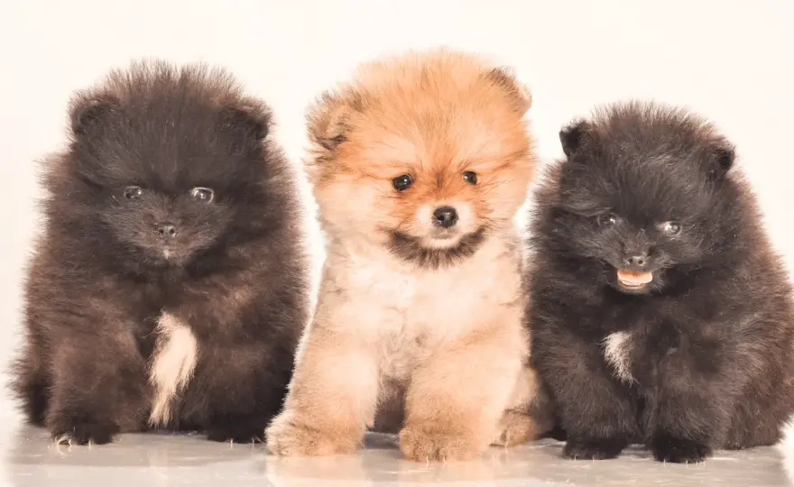 Jaka karma dla szczeniaka pomeraniana? Wybierz mądrze!