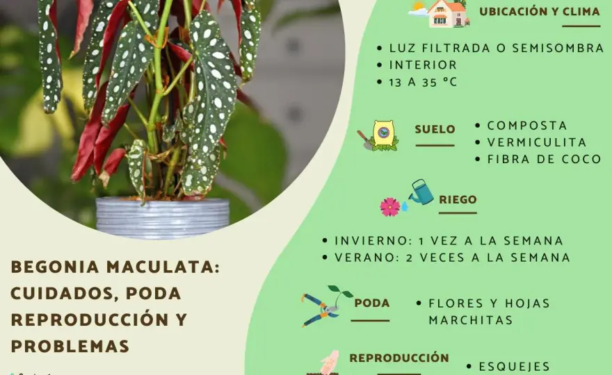 Begonia Maculata - Cuidados para Hojas Perfectas y Sanas